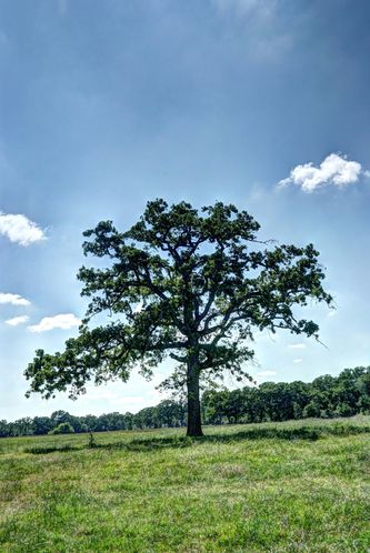 Grimes County Ranch: FM 3090 & CR 306, Anderson, TX 77830